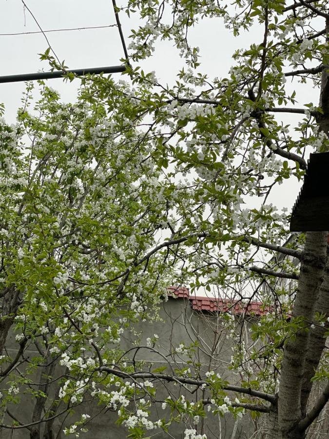 The Nut Guest House Yerevan Luaran gambar